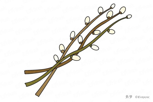 Веточка вербы рисунок красками