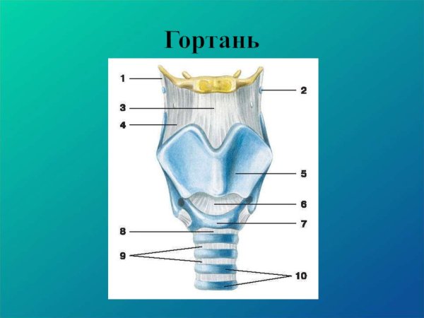 Хрящи гортани вид спереди