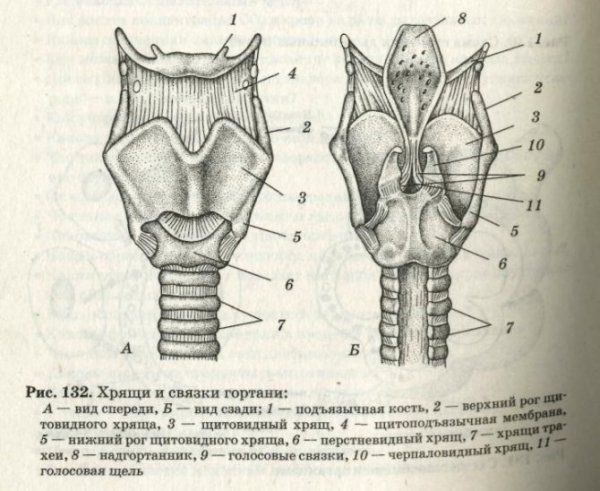 Строение гортани вид спереди