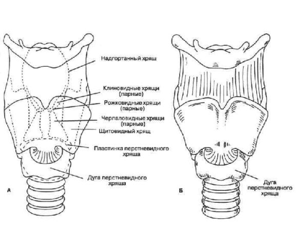 Строение гортани клиновидный хрящ
