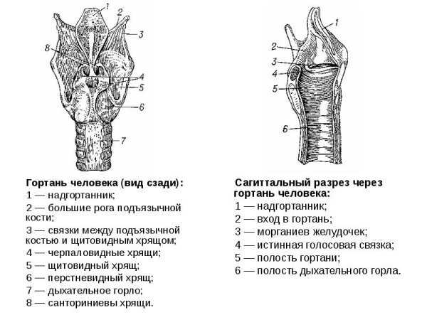 Строение гортани спереди и сзади