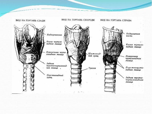 Строение гортани вид спереди и сбоку