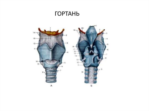 Гортань вид спереди и сзади