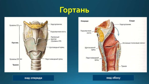 Строение горла вид сбоку