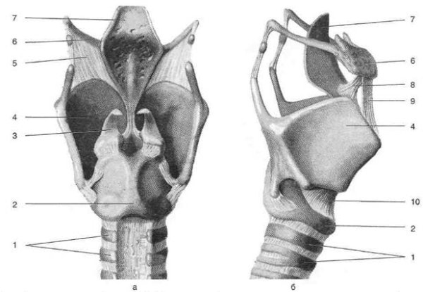 Строение гортани сбоку
