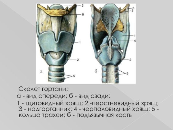 Строение гортани вид спереди и сбоку