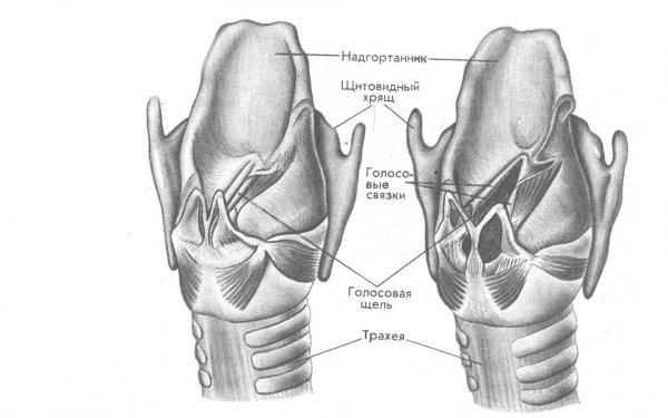 Строение гортани хрящи гортани голосовые связки