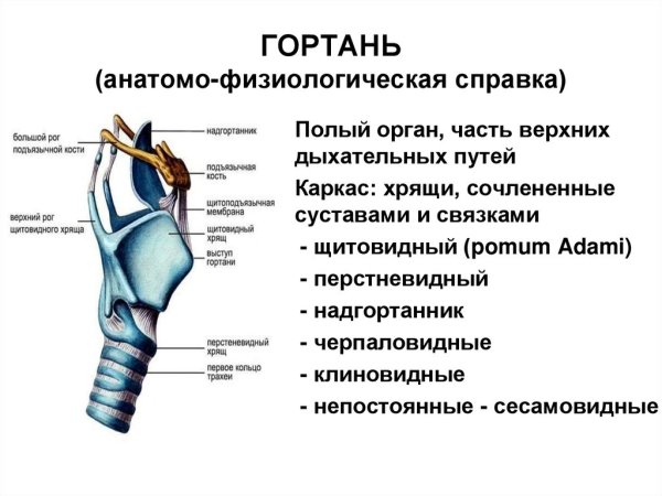 Строение гортани сбоку