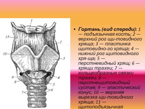 Нижний Рог щитовидного хряща