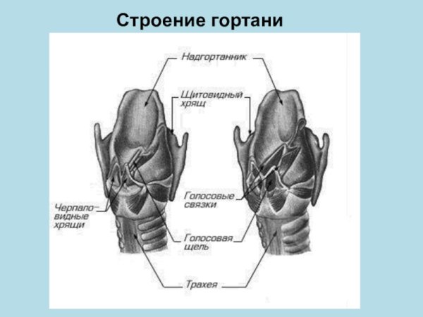 Строение гортани человека анатомия