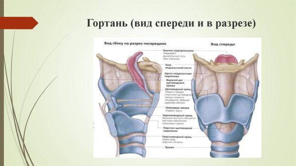 Строение гортани спереди