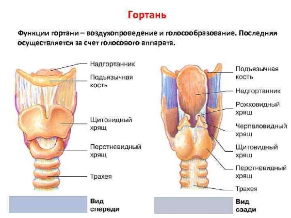 Строение гортани спереди