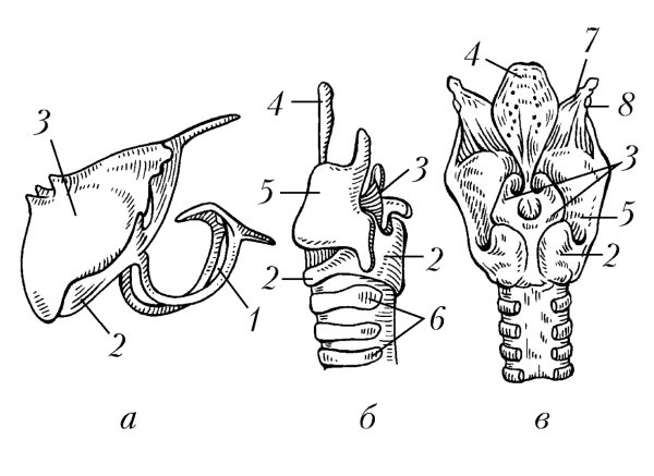 Строение гортани ЕГЭ