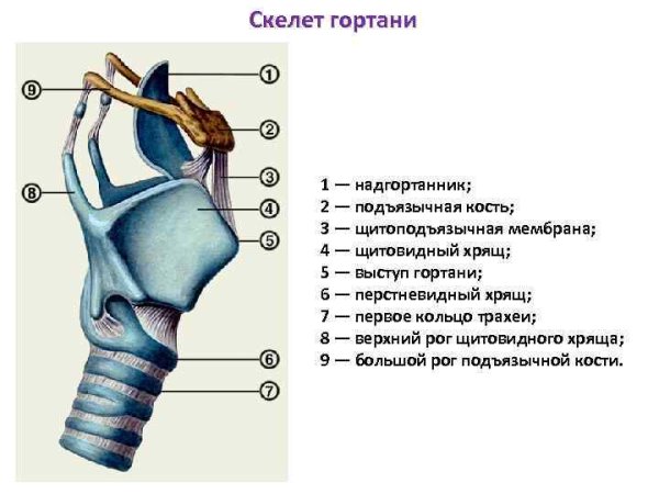 Гортань строение анатомия хрящи
