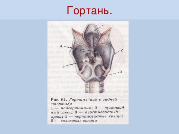 Строение гортани биология 8 класс