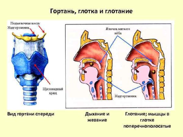 Строение гортани надгортанник