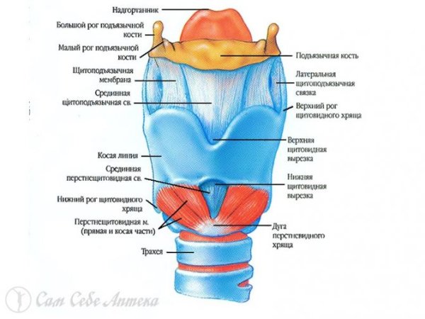 Надгортанный хрящ строение