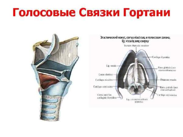 Строение гортани голосовые связки