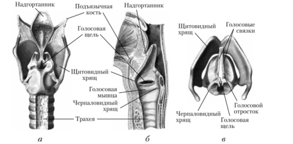 Голосовые связки анатомия гортани