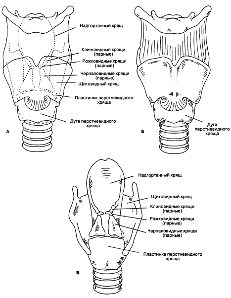 Строение гортани клиновидный хрящ