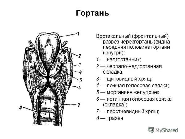 Схема строения полости гортани фронтальный разрез
