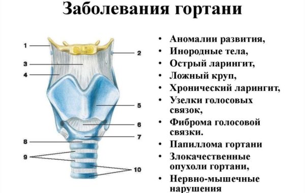 Строение горла человека спереди описанием