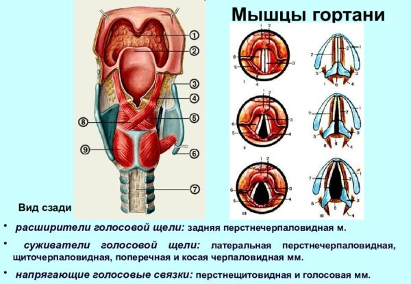 Мышцы гортани напрягающие голосовые связки