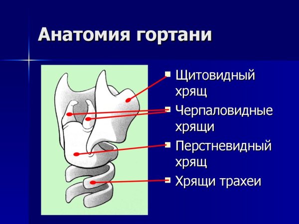Голосовой отросток черпаловидного хряща