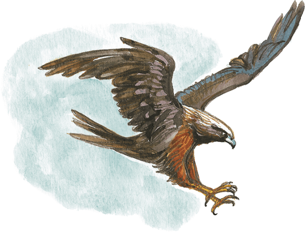 Нарисовать коршуна