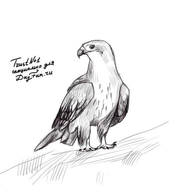 Сокол Змееяд