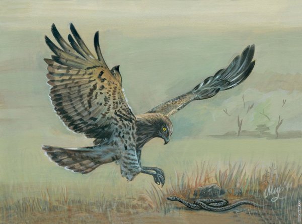 Коршун иллюстрация