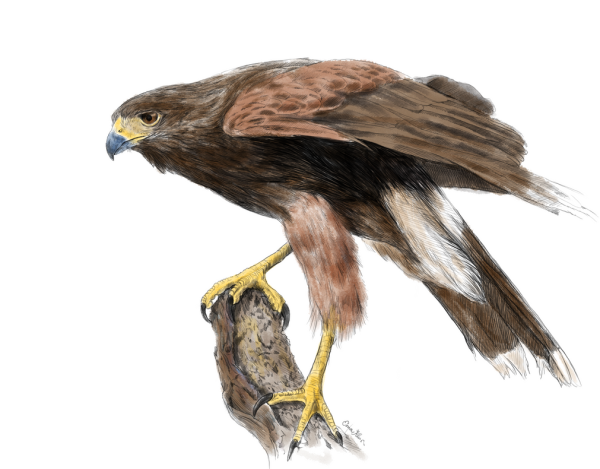 Коршун птица для детей