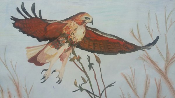 Птица рисунок