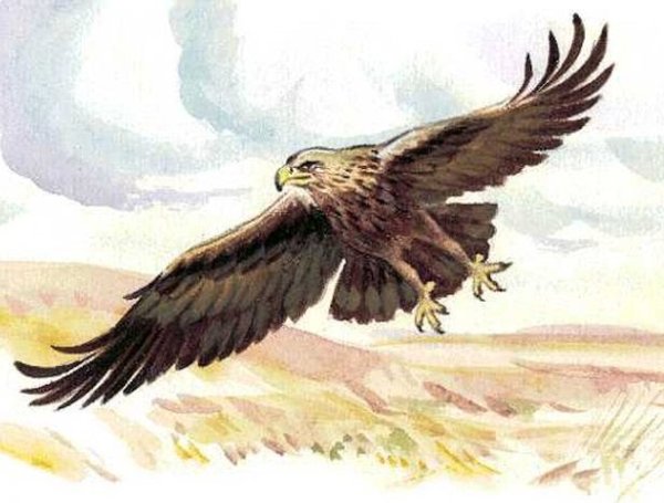 Орел раскраска
