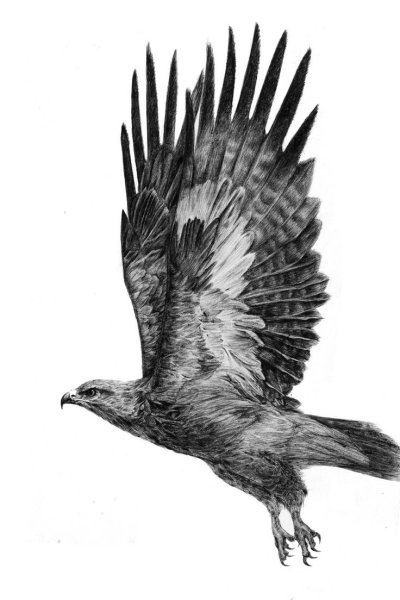 Орлан-белохвост белоголовый