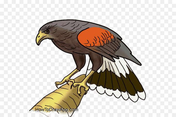 Ястреб черно белый