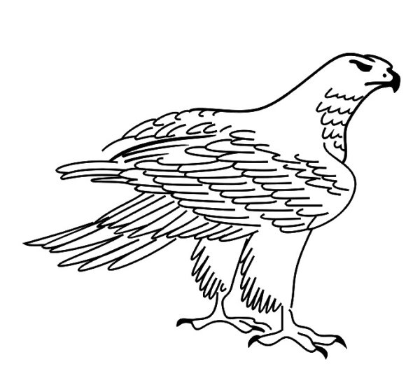 Сокол эскиз