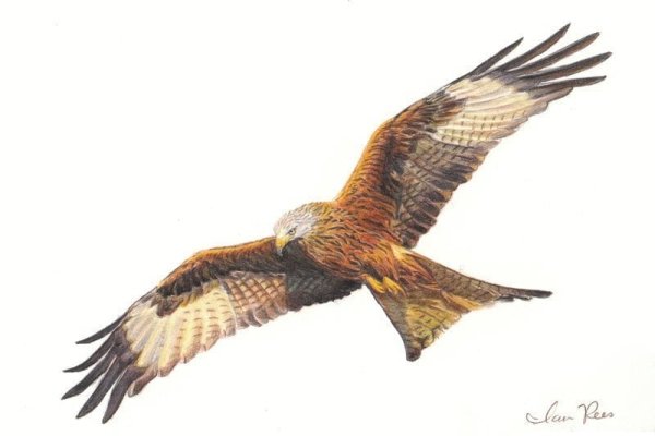 Нарисовать орла в полете