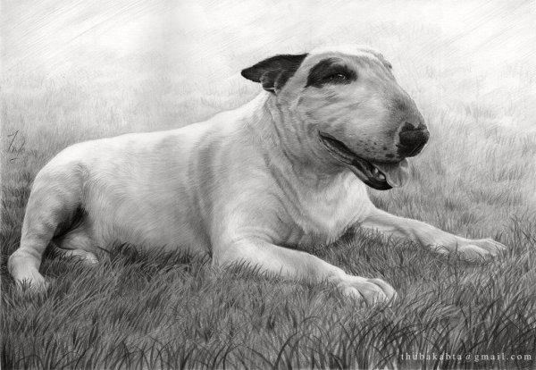 Бультерьер карандашом