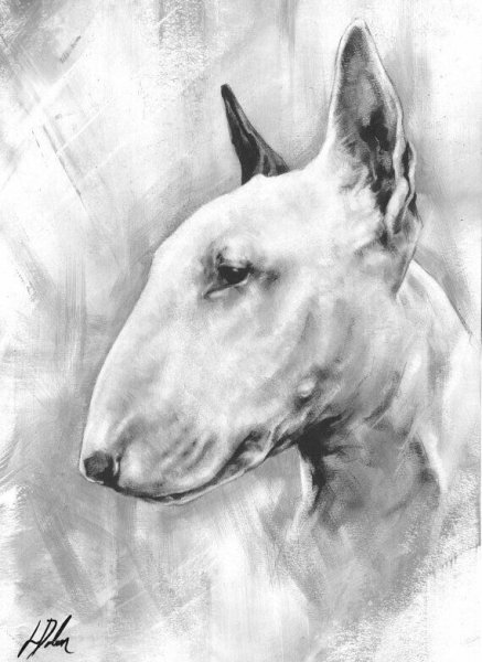 Бультерьер скетч