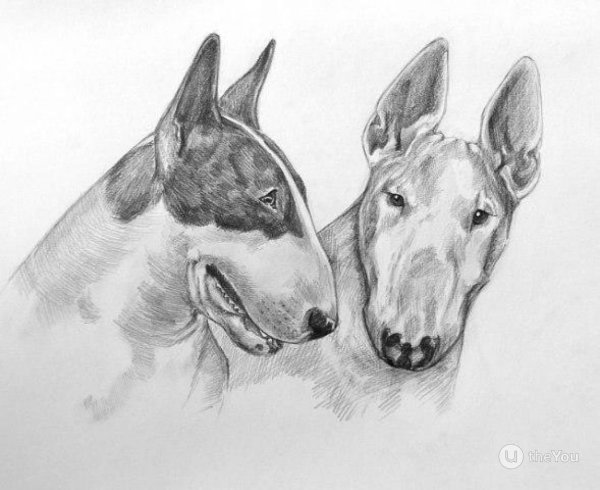 Бультерьер рисунок карандашом