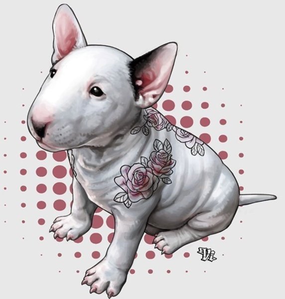 Бультерьер анатомия