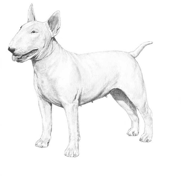 Бультерьер снап