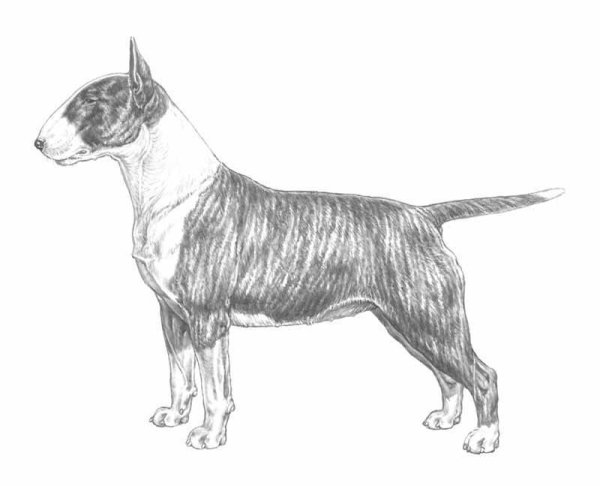 Бультерьер стандарт ФЦИ