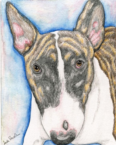 Бультерьер карандашом