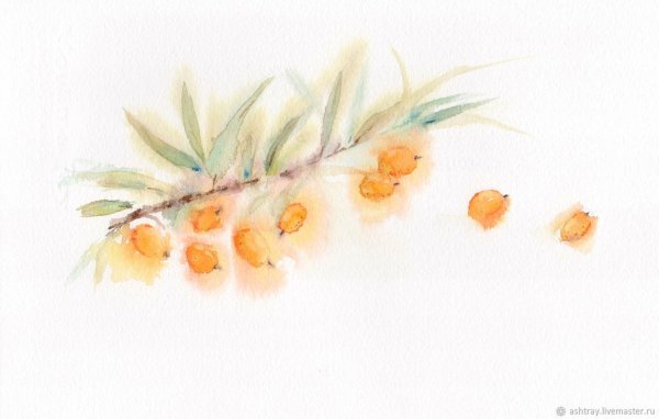 Ветка облепихи акварель