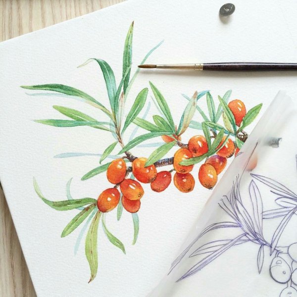 Ветка облепихи акварель