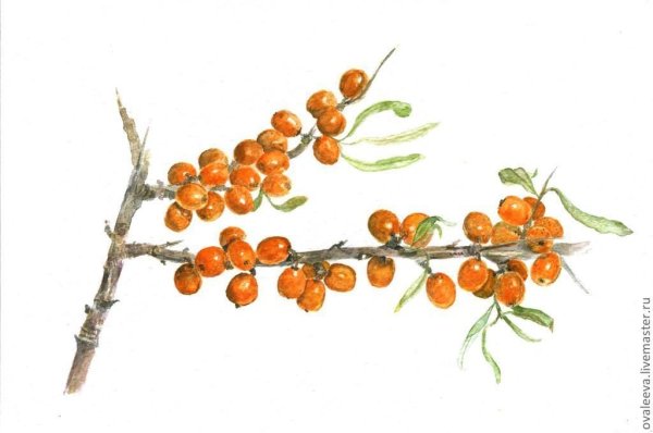 Облепиха ЛРС