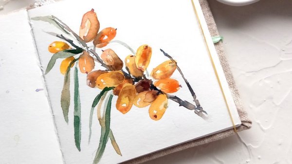 Ветка облепихи акварель