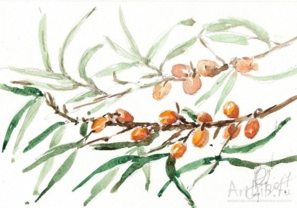 Облепиха крушиновидная гербарий